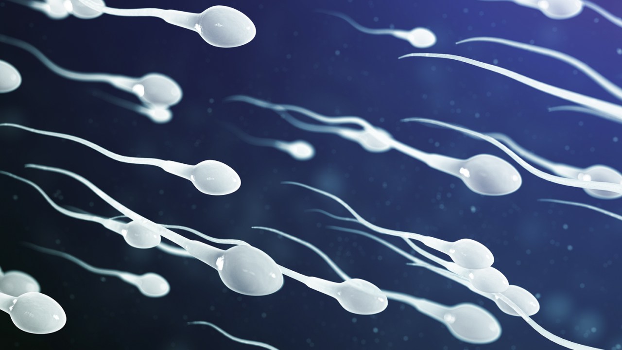 ALVOS - Espermatozoides em ação: as atenções se voltam agora para o sistema reprodutivo masculino -