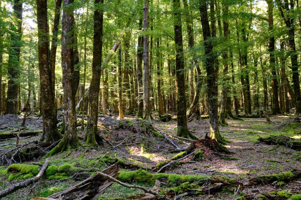 Nova Zelândia alerta sobre impacto ambiental de ‘Senhor dos Anéis’