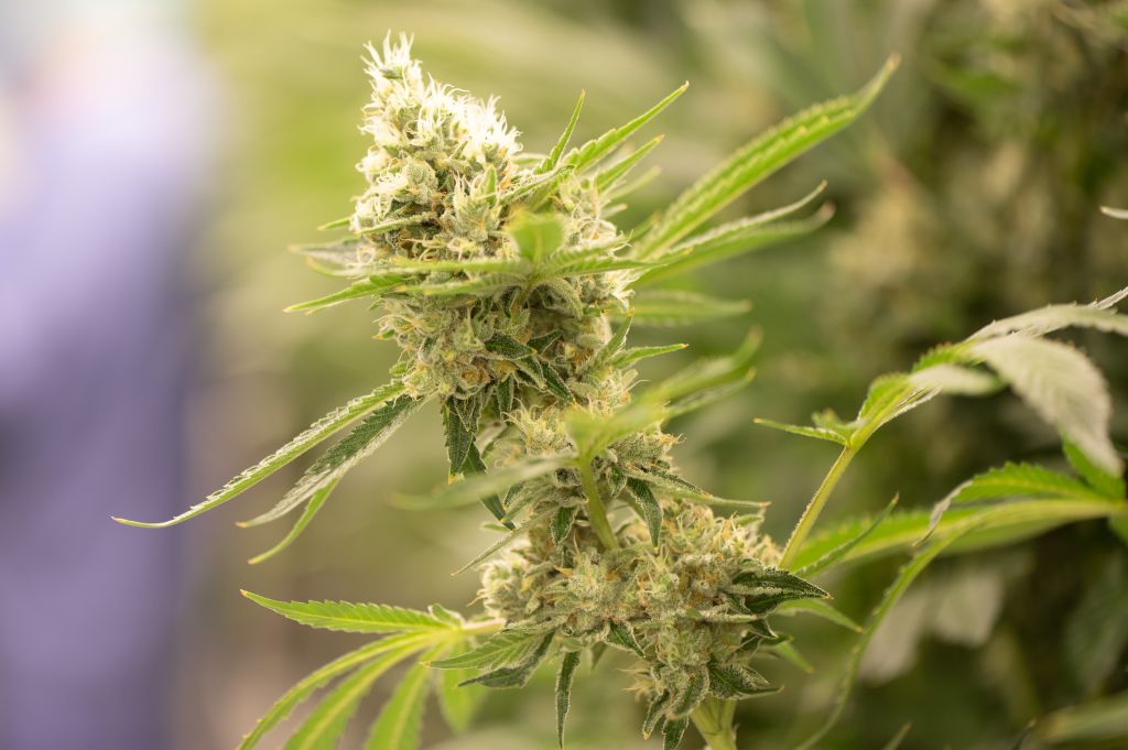 Flor da Cannabis sativa -
