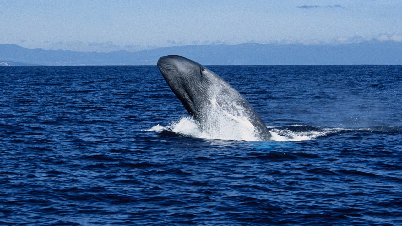 Baleia Azul em Açores, Portugal -