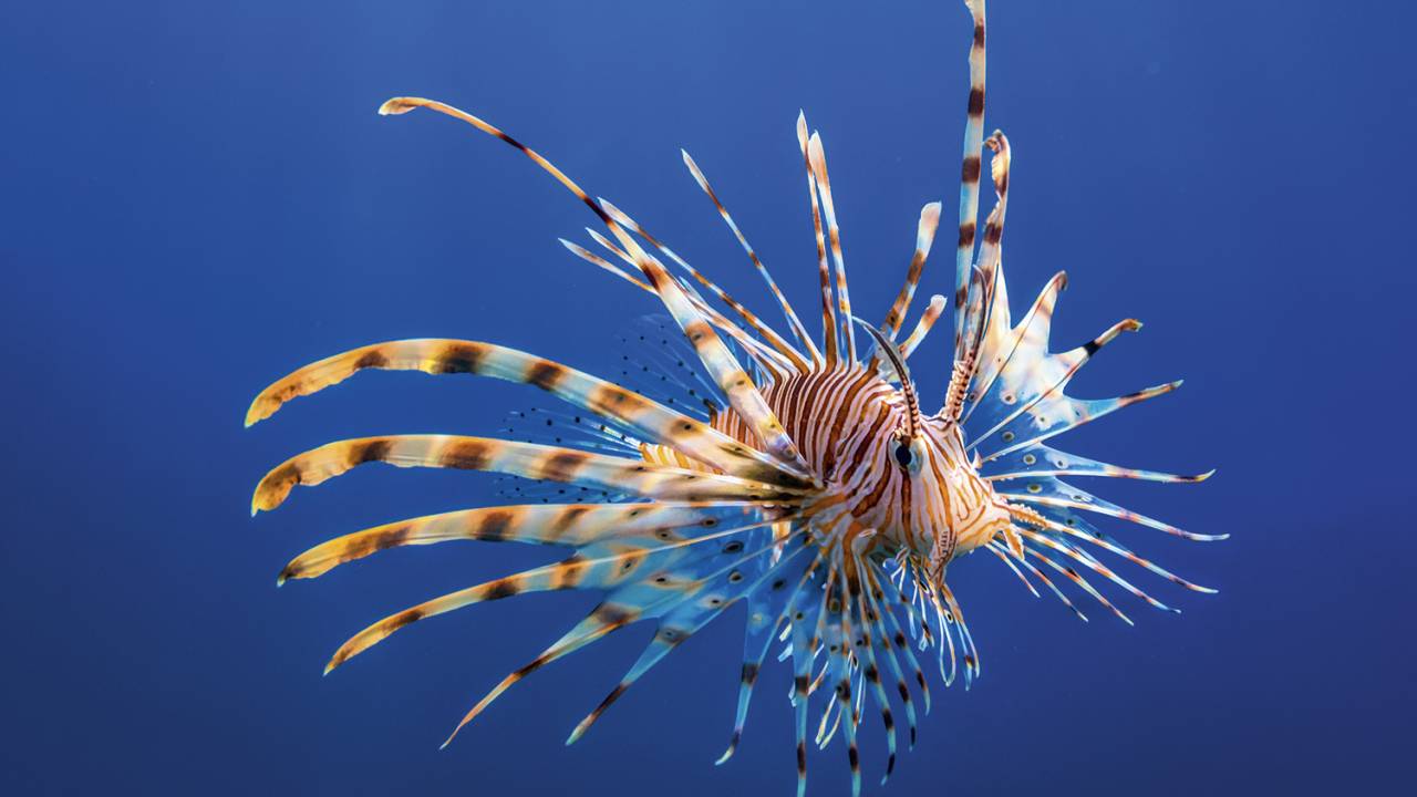 BELO E PERIGOSO - Um exemplar de Pterois volitans, o mais comum dos peixes-leão: nadadeiras venenosas -