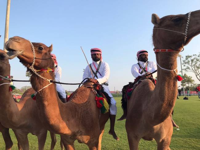 Camêlos na entrada do estádio de Al Bayt