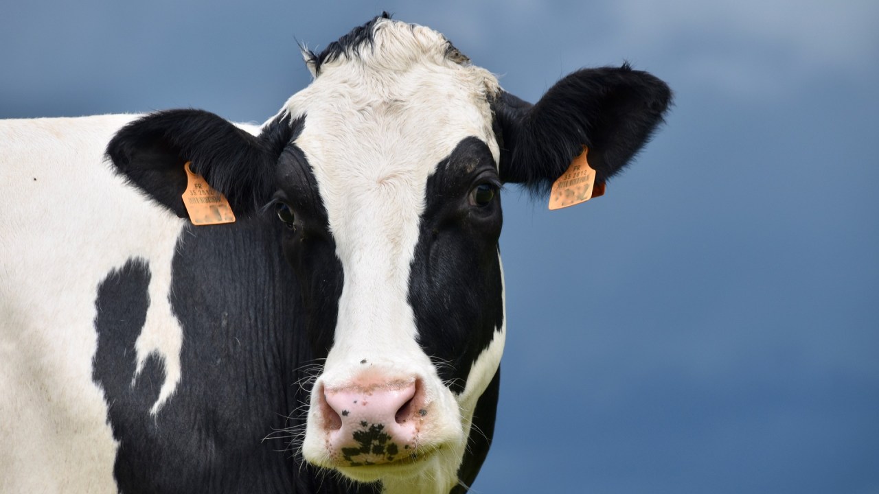 Vacas alimentadas com cânhamo tiveram alteração no comportamento e produziram leite com THC e CBD -