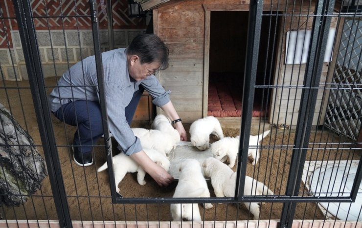 O presidente Moon Jae-in alimenta sete filhotes de um dos dois cães da raça Pungsan, presenteado a ele pelo líder norte-coreano Kim Jong-un, em sua residência em Cheong Wa Dae, em foto divulgada pelo escritório presidencial. 04/07/2021