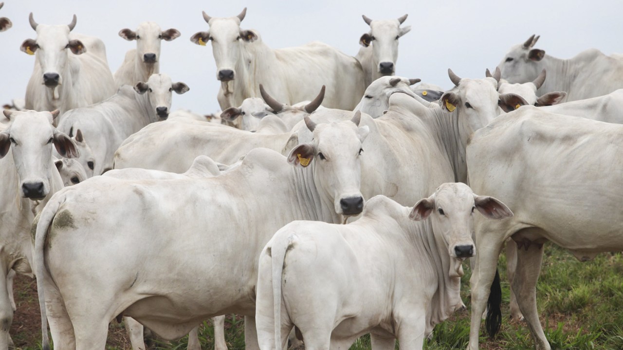 NO PASTO - Gado de corte no campo: a pecuária libera gases de efeito estufa -