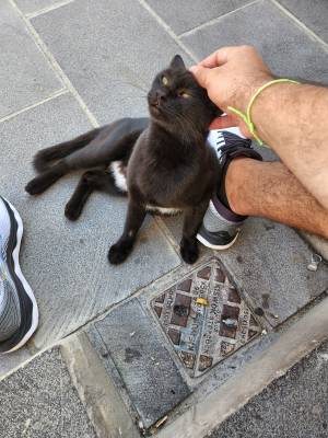 Mansos: gatos estão por toda a parte no mercado de Souk Waqif Mansos: gatos estão por toda a parte no mercado de Souk Waqif