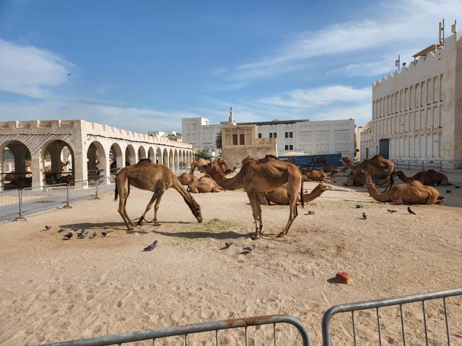 Camelos em Doha: animais podem valer alguns milhões de reais