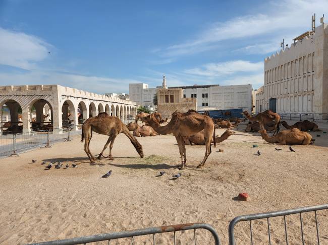 Camelos em Doha: animais podem valer alguns milhões de reais Camelos em Doha: animais podem valer alguns milhões de reais