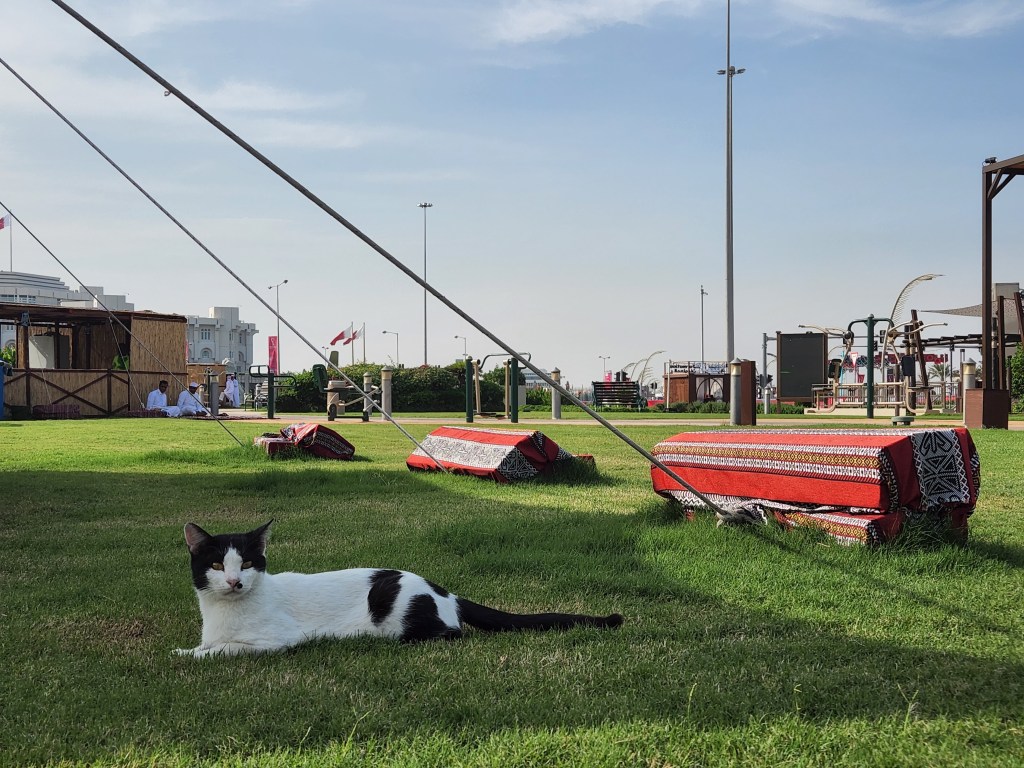 Islamismo ajuda a entender a paixão dos árabes por gatos