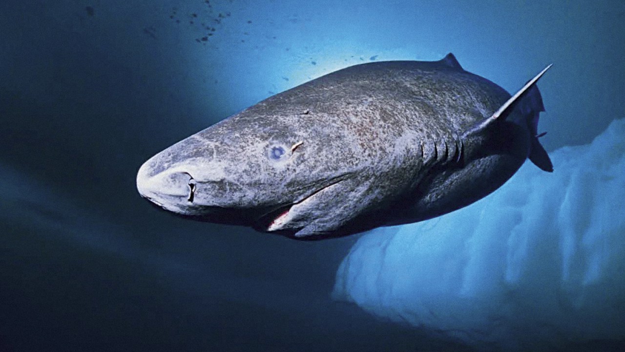 RECORDISTA - Tubarão-da-groenlândia: ele vive impressionantes quatro séculos e atinge a maturidade sexual aos 150 anos -