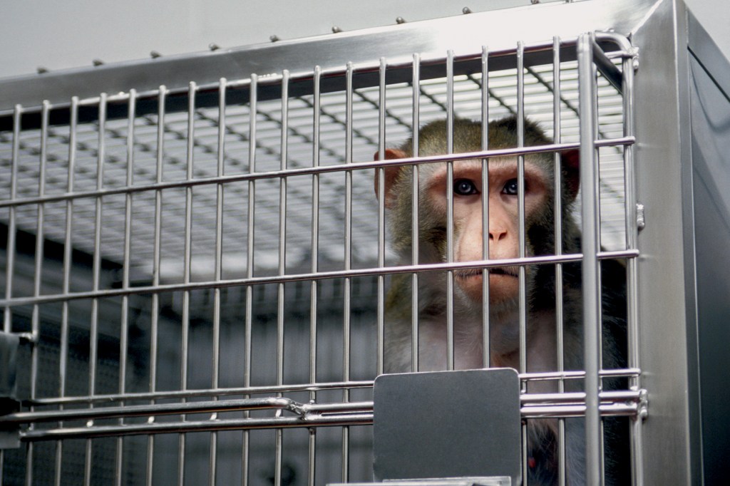 CATIVEIRO - Primata para pesquisa: cientistas não descobriram uma maneira segura de criar remédios sem cobaias -