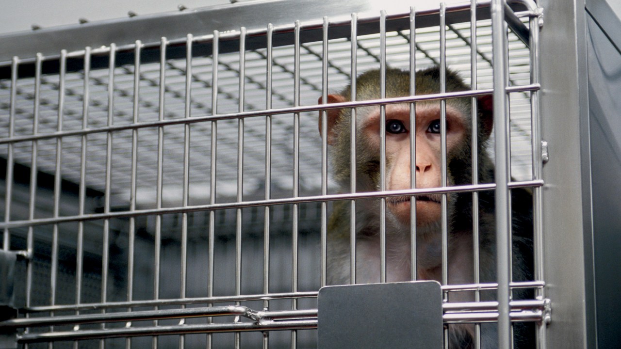 CATIVEIRO - Primata para pesquisa: cientistas não descobriram uma maneira segura de criar remédios sem cobaias -
