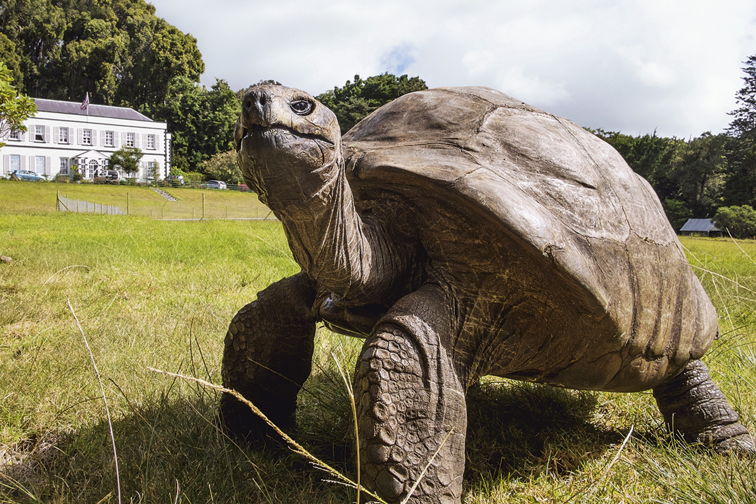Young lady - Jonathan Tortoise: 190 years old, but she should live longer -