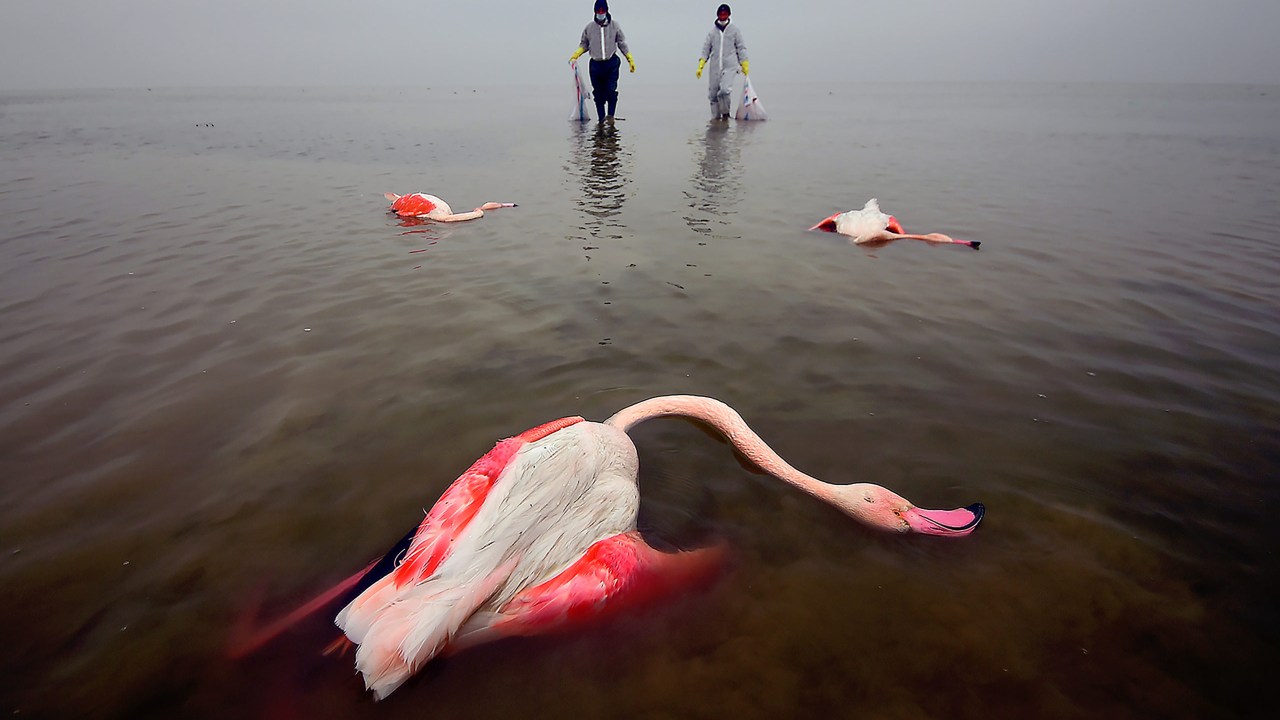 O fotógrafo Mehdi Mohebi Pour ganhou o prêmio Fotógrafo Ambiental do Ano (2022) com a imagem 'The Bitter Death of Birds' (A Anarga Morte dos Pássaros, 2021) -
