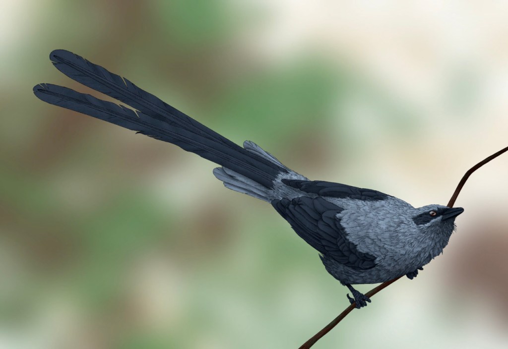 Representação de uma de uma Yuanchuavis kompsosoura, ave extinta do grupo das Enantiornithes ou "pássaros opostos" - assim chamados por causa das principais diferenças em seu esqueleto em relação aos pássaros vivos
