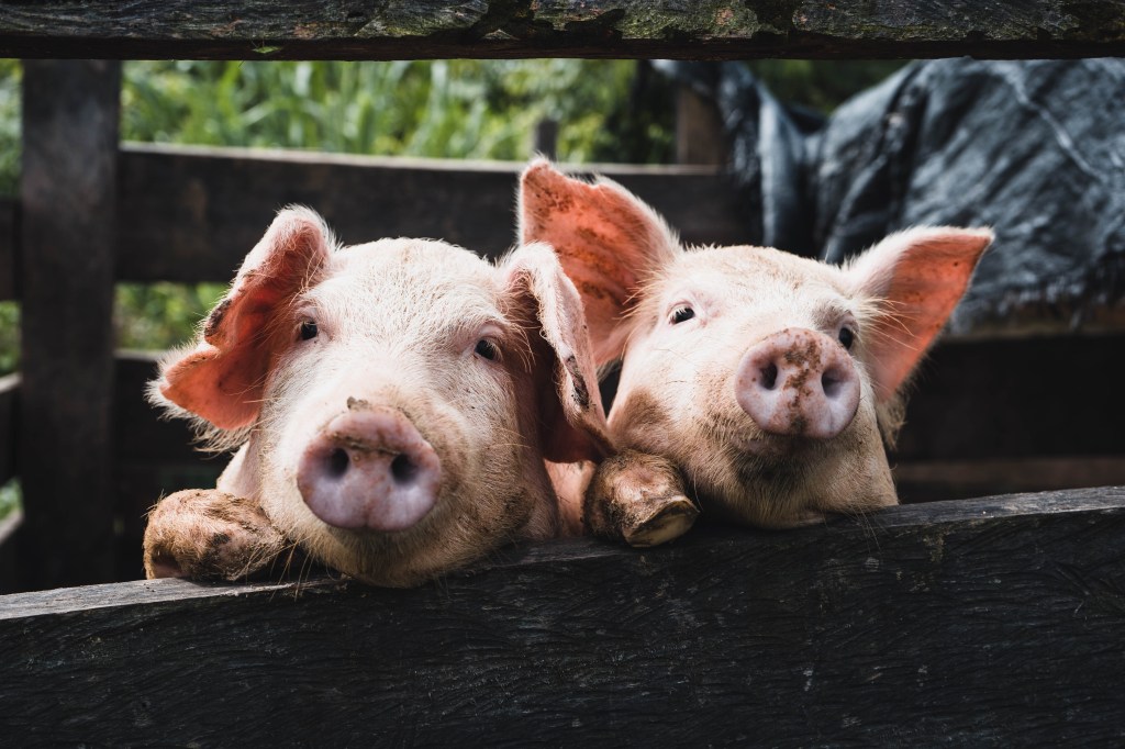 Humanos tiveram maior facilidade para compreender os sons de animais domesticados, como porcos -