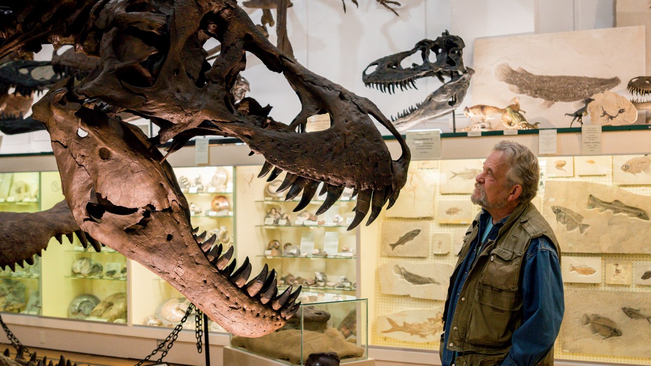 EM EXPOSIÇÃO - O cientista Peter Larson observa uma cópia do tiranossauro Stan: lugar de dinossauro é no museu -