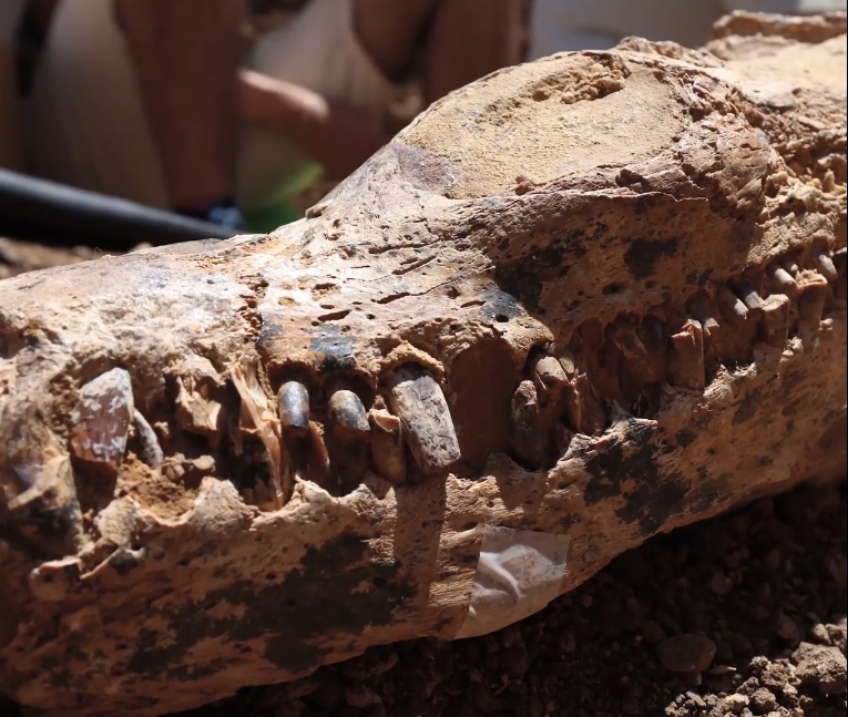 Cabeça de um plessiosauro encontrada em Queensland, na Austrália -