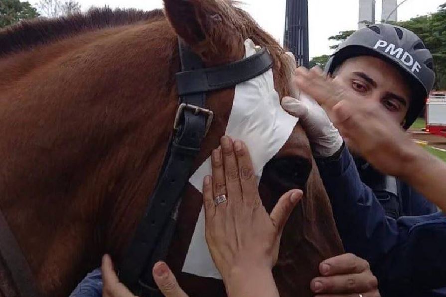 Cavalo que foi atacado por golpistas bolsonaristas no Distrito Federal