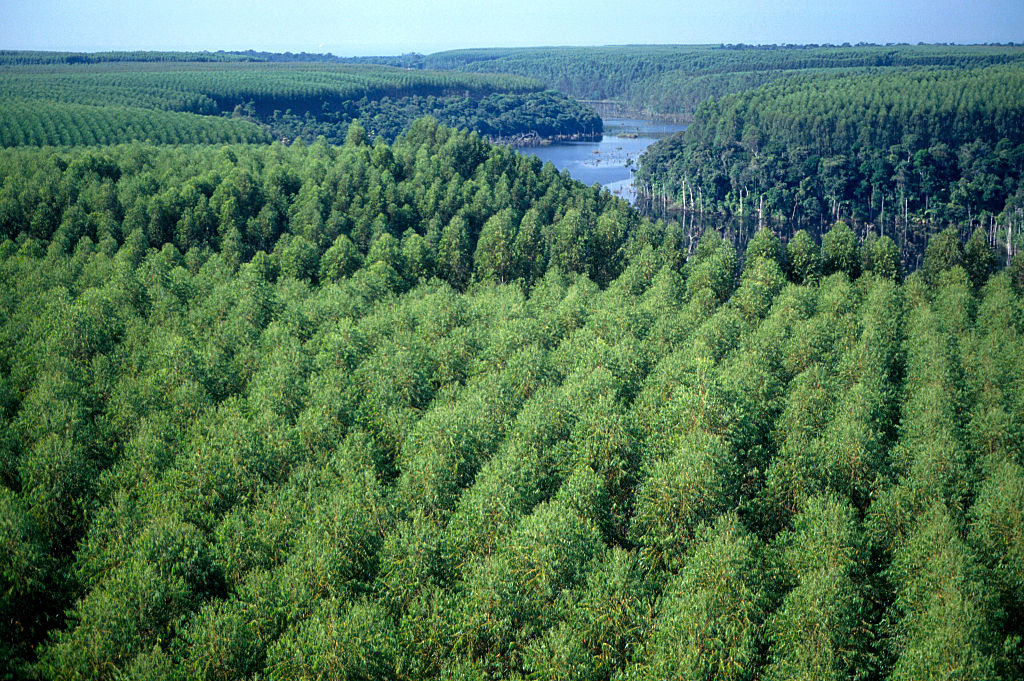 Floresta de eucalipto em Barra do Riacho, no Espírito Santo -