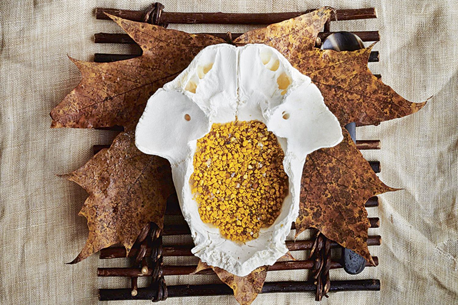 BOLD AND HARMONY - Reindeer core sprinkled with bee pollen, from Noma: difficult to swallow, the delicacy is served in the animal's skull (well bleached) -