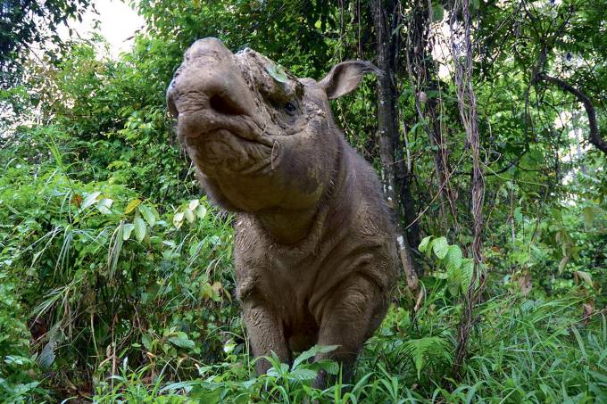 Sumatran rhino Kertam on the island of Borneo.© Ben Jastram, Leibniz-IZW