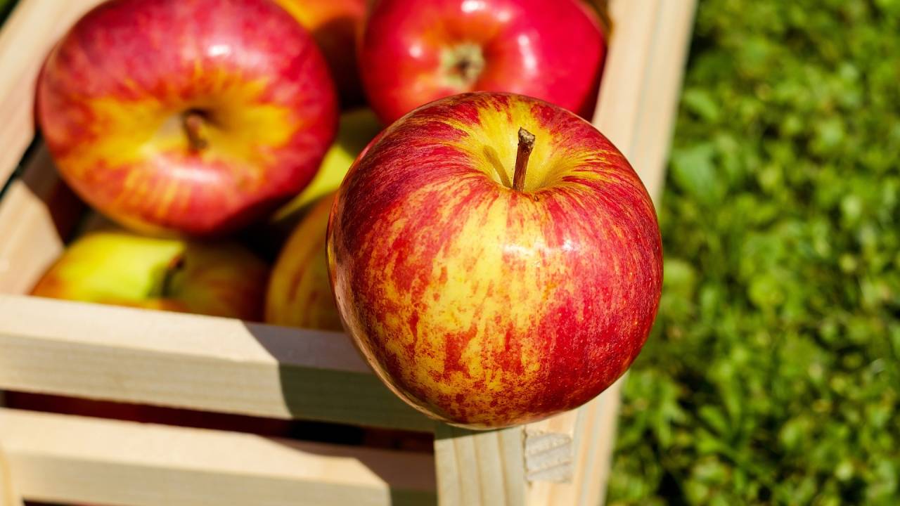 Bagaço de maçã, descartado pela indústria que produz vinagre, suco e cidra, pode ser transformado em biocombustível -