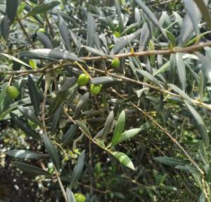 Olive trees loaded with olives for the extraction of Sabiá olive oil: given and 100% national