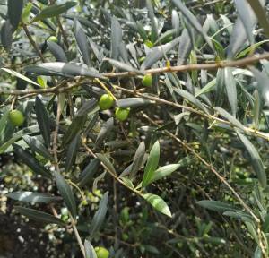 olive Olive trees loaded with olives for Sabiá olive oil extraction: awarded and 100% national