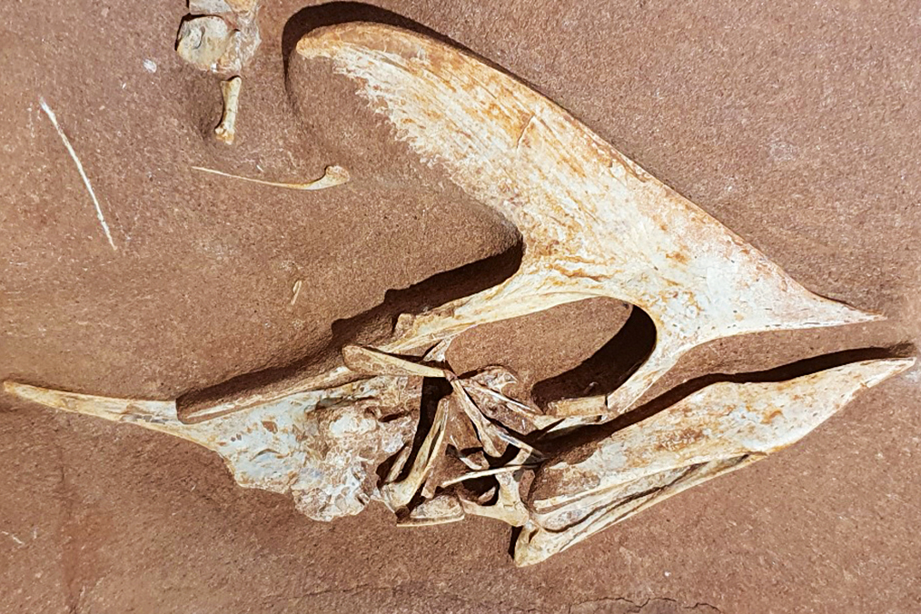 CRÁNIO - Fóssil recém-descoberto: esqueleto leve permitia ao animal voar -