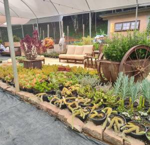 floor space Espaço Chão: vegetables, fruits and herbs that serve restaurants and emporiums in the region