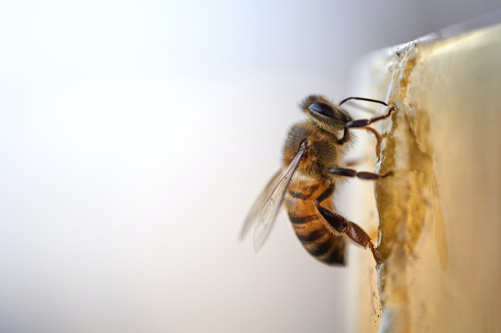 Vacina para abelhas aprovada nos EUA pode ajudar no combate à devastadora Loque Americana -