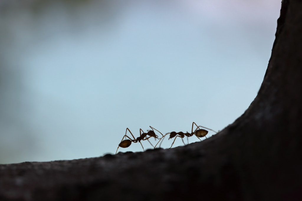 Estudo francês sugere que as formigas são capazes de identificar presença de células cancerosas na urina de ratos -