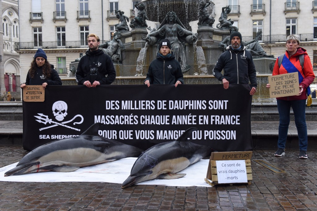 Members of marine conservation organisation Sea Shepherd Conservation Society (SSCS) hold a banner reading "Thousands of dolphins are killed each year in France so that you can eat fish" in front of the dead body of two dolphins found the day before, in the sea, off Les Sables d Olonne, during a demonstration to denounce non selective fishing, in Nantes, western France, on February 24, 2023. (Photo by Sebastien SALOM-GOMIS / AFP)