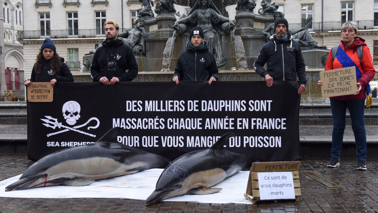 Members of marine conservation organisation Sea Shepherd Conservation Society (SSCS) hold a banner reading "Thousands of dolphins are killed each year in France so that you can eat fish" in front of the dead body of two dolphins found the day before, in the sea, off Les Sables d Olonne, during a demonstration to denounce non selective fishing, in Nantes, western France, on February 24, 2023. (Photo by Sebastien SALOM-GOMIS / AFP)