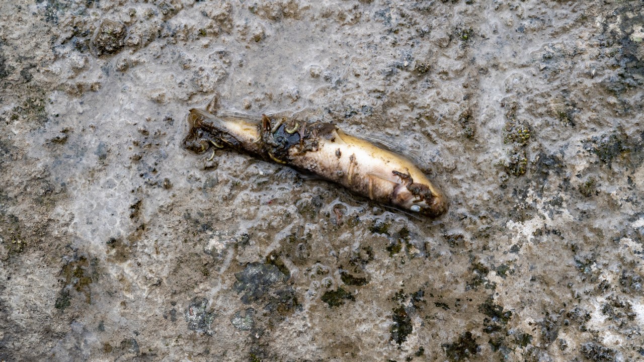 EAST PALESTINE, OH - FEBRUARY 20: A fish lays dead following a train derailment prompting health concerns on February 20, 2023 in East Palestine, Ohio. On February 3rd, a Norfolk Southern Railways train carrying toxic chemicals derailed causing an environmental disaster. Thousands of residents were ordered to evacuate after the area was placed under a state of emergency and temporary evacuation orders. Michael Swensen/Getty Images/AFP (Photo by Michael Swensen / GETTY IMAGES NORTH AMERICA / Getty Images via AFP)