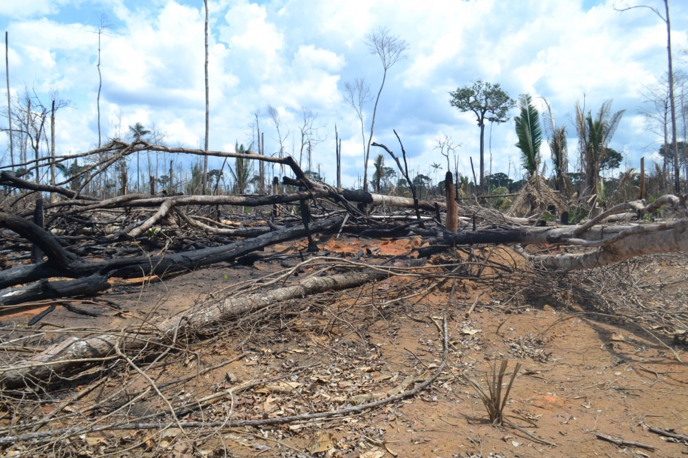 Área desmatada e queimada no município de Lábrea, no Amazonas. Registro feito em 2021, durante pesquisa de campo 2021