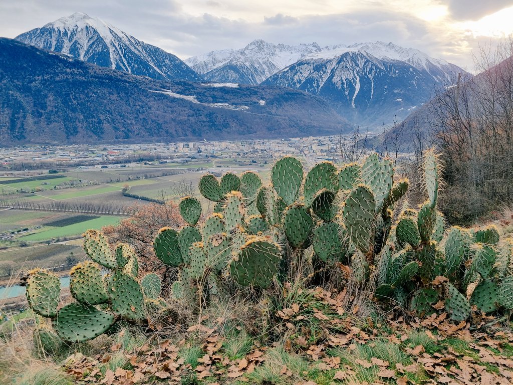 Cactos do tipo Opuntia, espécie dos EUA, ameaçam as plantas endêmicas dos Alpes e se espalham devido à escassez de cobertura de neve. -