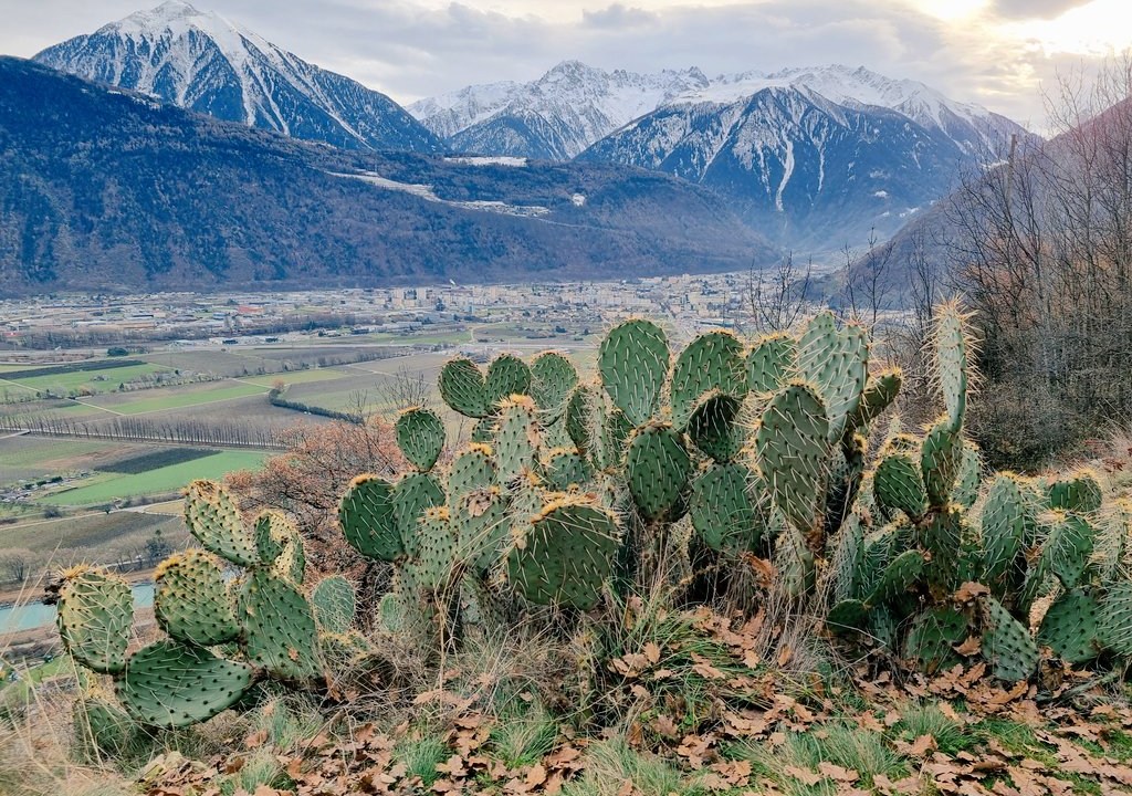Cactos do tipo Opuntia, espécie dos EUA, ameaçam as plantas endêmicas dos Alpes e se espalham devido à escassez de cobertura de neve. -