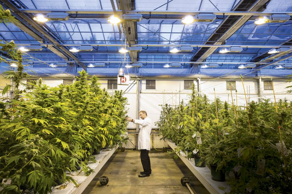 BOM NEGÓCIO - Fábrica da GW: maior produtora de Cannabis medicinal do planeta -