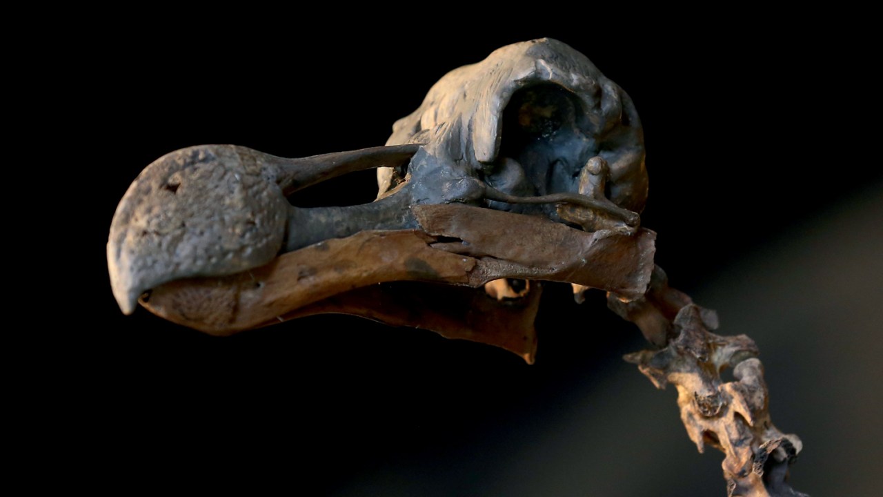 FÓSSIL - Crânio intacto: o processo de reviver aves é mais difícil -