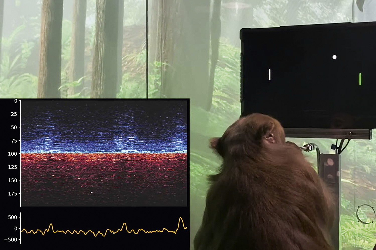 CHIP - Macacos com implante cerebral jogam videogame: o processo pode causar danos aos neurônios -