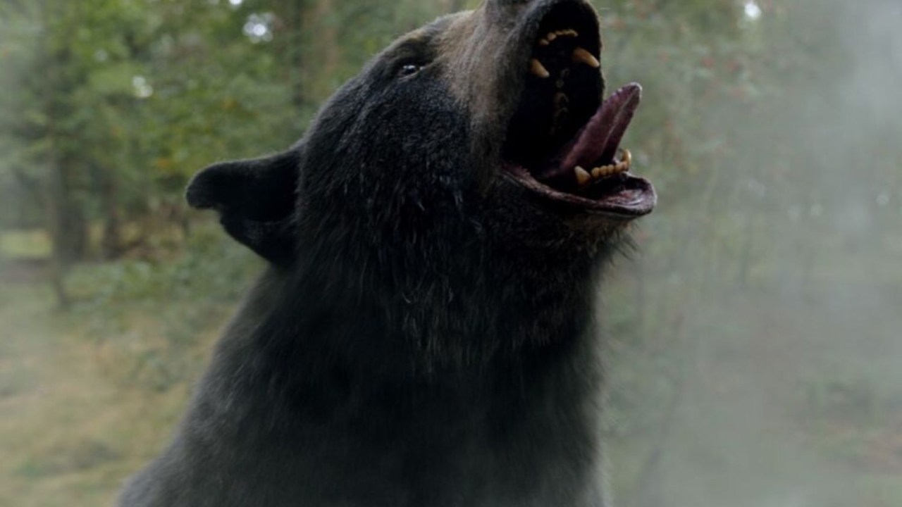 O urso do filme 'Urso do Pó Branco', baseado em uma história real