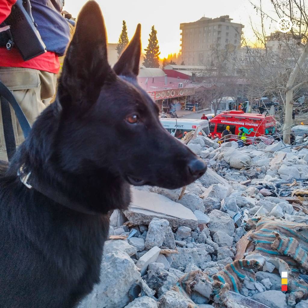 A cadela Case tem 7 anos de idade e atua em desastres desde 2016. -
