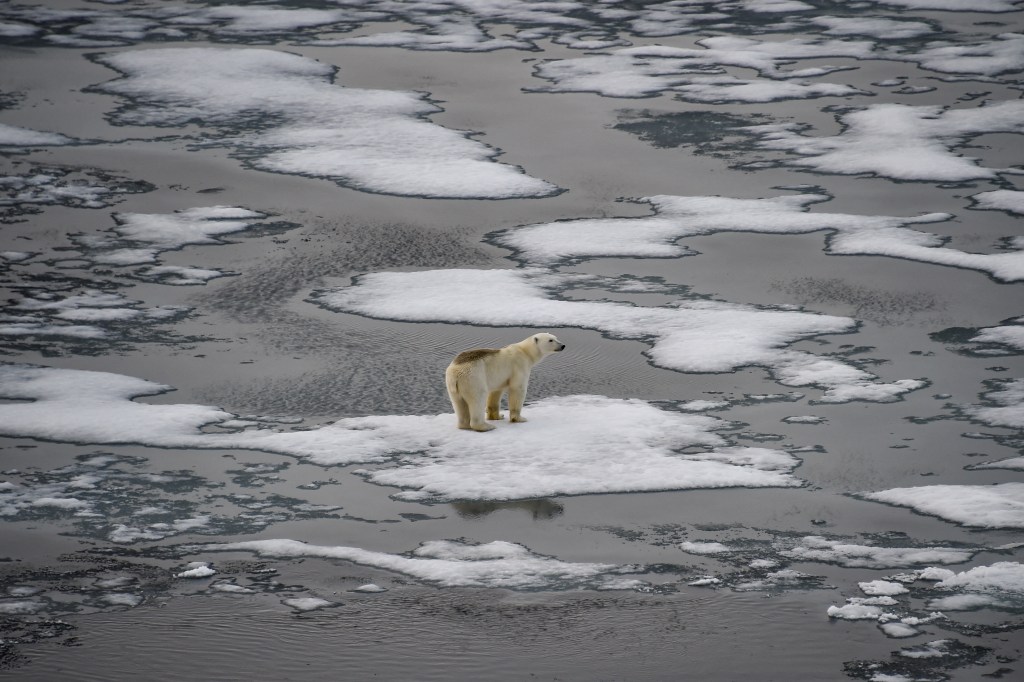 (FILES) In this file photo taken on August 17, 2021 A polar bear is seen on ice floes in the British Channel in the Franz Josef Land archipelago on August 16, 2021. - Earth is hotter than it has been in 125,000 years, but deadly heatwaves, storms and floods amplified by global warming could be but a foretaste as planet-heating fossil fuels put a "liveable" future at risk.o concludes the UN Intergovernmental Panel on Climate Change (IPCC), which has started a week-long meeting to distill six landmark reports totalling 10,000 pages prepared by more than 1,000 scientists over the last six years. (Photo by Ekaterina ANISIMOVA / AFP)