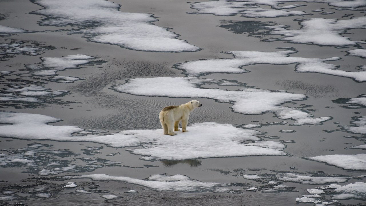 (FILES) In this file photo taken on August 17, 2021 A polar bear is seen on ice floes in the British Channel in the Franz Josef Land archipelago on August 16, 2021. - Earth is hotter than it has been in 125,000 years, but deadly heatwaves, storms and floods amplified by global warming could be but a foretaste as planet-heating fossil fuels put a "liveable" future at risk.o concludes the UN Intergovernmental Panel on Climate Change (IPCC), which has started a week-long meeting to distill six landmark reports totalling 10,000 pages prepared by more than 1,000 scientists over the last six years. (Photo by Ekaterina ANISIMOVA / AFP)