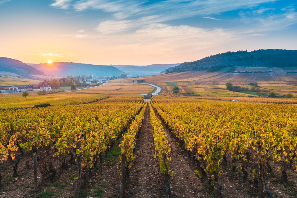 Vinhedo em Côte de Beaune, na região da Borgonha, na França -