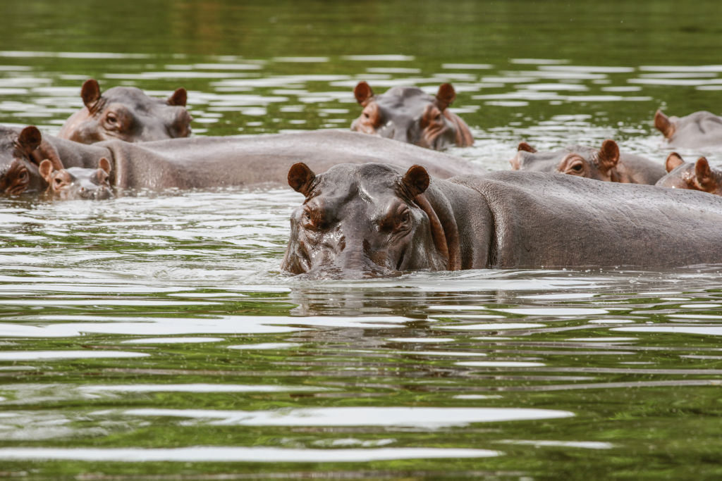 Hipopótamos são vistos no rio Magdalena, na região de Doradal. Espécie é considerada invasora na Colômbia -