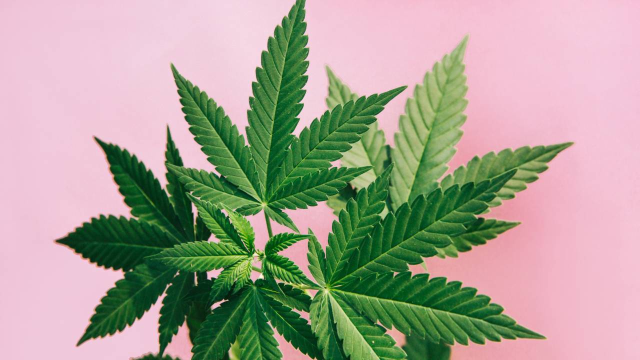 A associação Salvar poderá cultivar, produzir e manipular a cannabis para fins medicinais -