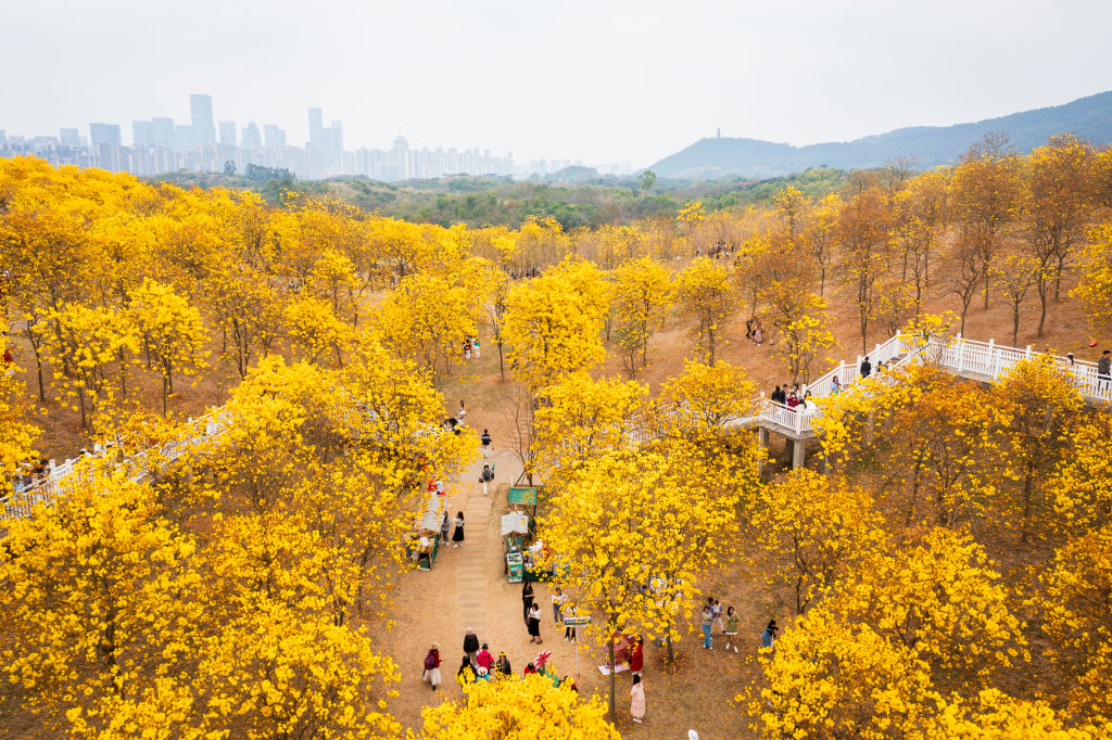 NANNING, CHINA - MARCH 07: People enjoy tabebuia chrysantha blossoms at Qingxiushan Scenic Area on March 7, 2023 in Nanning, Guangxi Zhuang Autonomous Region of China. (Photo by VCG/VCG via Getty Images)